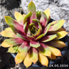 Sempervivum Chick Charms® 'Gold Nugget'