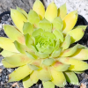 Sempervivum Chick Charms® 'Gold Nugget'