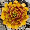 Sempervivum Chick Charms® 'Gold Nugget'