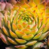 Sempervivum Chick Charms® 'Gold Nugget'