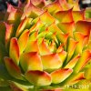 Sempervivum Chick Charms® 'Gold Nugget'