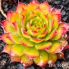 Sempervivum Chick Charms® 'Gold Nugget'