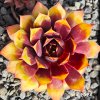 Sempervivum Chick Charms® 'Gold Nugget'