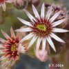 Sempervivum Chick Charms® 'Gold Nugget'
