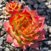 Sempervivum Chick Charms® 'Gold Nugget'