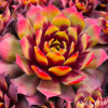 Sempervivum Chick Charms® 'Gold Nugget'