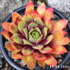 Sempervivum Chick Charms® 'Gold Nugget'