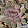 Sempervivum 'Nordwind'