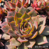 Sempervivum 'Nordwind'