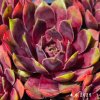 Sempervivum 'Pingo'