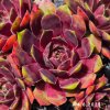 Sempervivum 'Pingo'