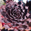 Sempervivum 'Mephisto'