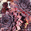 Sempervivum 'Mephisto'