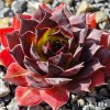 Sempervivum 'Mephisto'