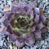 Sempervivum 'Mephisto'