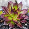 Sempervivum 'Mephisto'