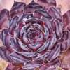 Sempervivum 'Mephisto'