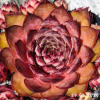 Sempervivum 'Mandala'