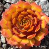 Sempervivum Chick Charms® 'Gold Nugget'