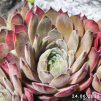 Sempervivum 'Pinkerton'