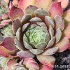 Sempervivum 'Pinkerton'