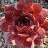 Sempervivum 'Alsterfackel'