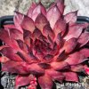 Sempervivum 'Alsterfackel'
