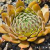 Sempervivum 'Orange Button'