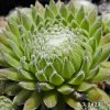 Sempervivum 'Koko Flanel'