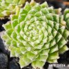 Sempervivum 'Koko Flanel'
