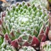 Sempervivum 'Koko Flanel'