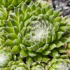 Sempervivum 'Koko Flanel'
