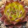 Sempervivum 'Leon Yellow'