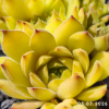 Sempervivum 'Leon Yellow'