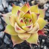 Sempervivum 'Leon Yellow'