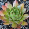 Sempervivum 'Leon Yellow'