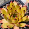 Sempervivum 'Leon Yellow'
