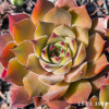Sempervivum 'Leon Yellow'