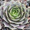 Sempervivum 'Blue M82'