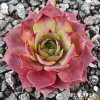 Sempervivum 'Blue M82'