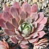 Sempervivum 'Blue M82'