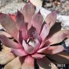 Sempervivum 'Blue M82'