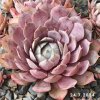 Sempervivum 'Blue M82'