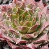 Sempervivum 'Adamina'