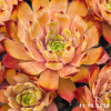 Sempervivum 'Adamina'