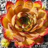 Sempervivum 'Adamina'