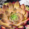 Sempervivum 'Adamina'