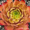 Sempervivum 'Adamina'