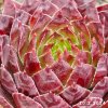 Sempervivum 'Adamina'