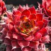 Sempervivum 'Adamina'